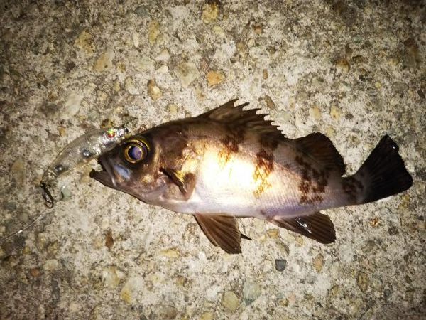 終盤メバリング