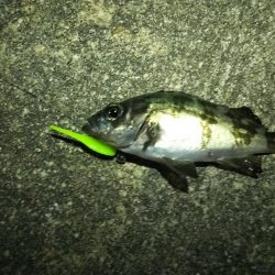 まだまだメバリング