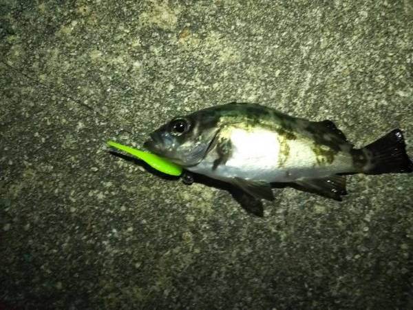 まだまだメバリング