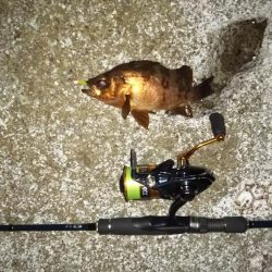 シーズンラストのメバリング