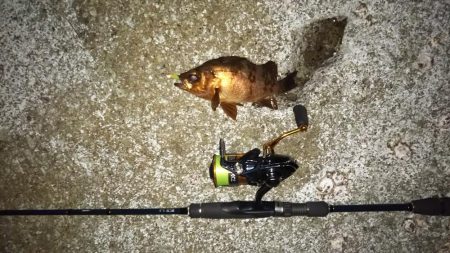 シーズンラストのメバリング