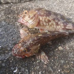 武庫一サゴシ狙いのはずが