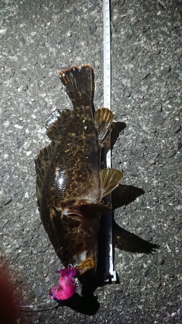 テクトロ初釣果