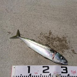 ライトショアジギング