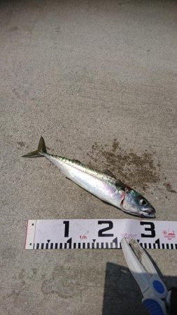 ライトショアジギング