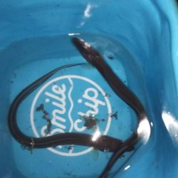 アナゴ狙い！！