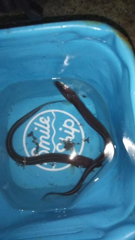 アナゴ狙い！！