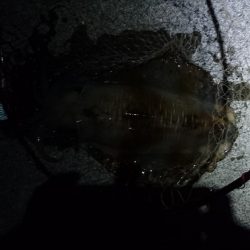 やつと今年初のキロアップのアオリイカ