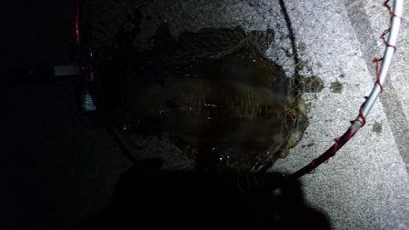 やつと今年初のキロアップのアオリイカ