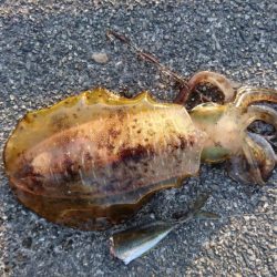 サイズアップならす。サイズダウン