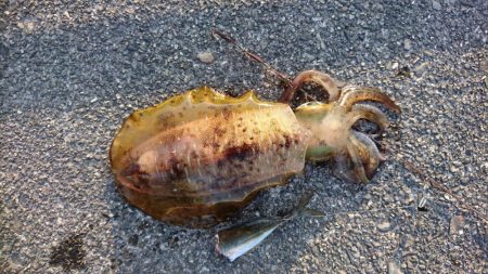 サイズアップならす。サイズダウン