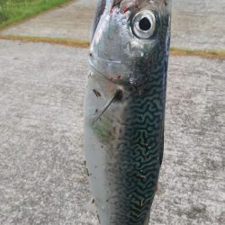 ジグパラで50センチ大サバ!!