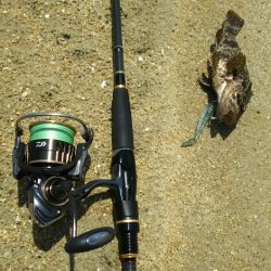 【新門司】根魚調査