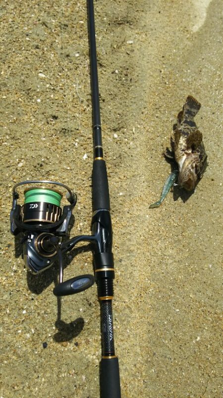 【新門司】根魚調査