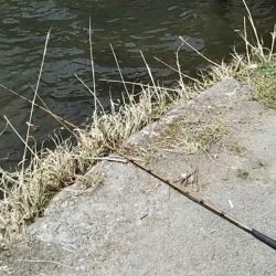 全然ダメ・・・