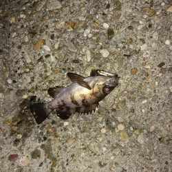 デカメバルはどこへ?