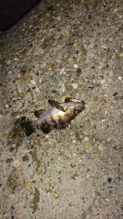 デカメバルはどこへ?