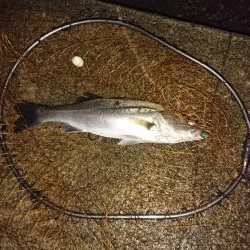 タモは必需品です