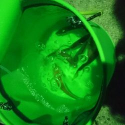 ガルプでアジング