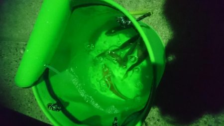 ガルプでアジング