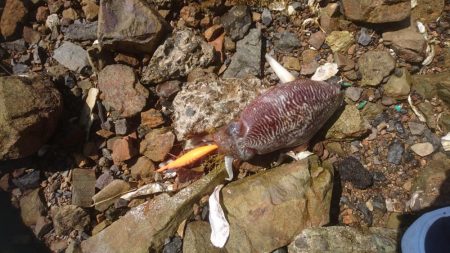 アジ、チヌ、コウイカ