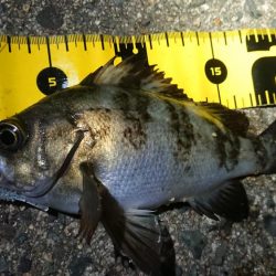 ちょこっとメバリング