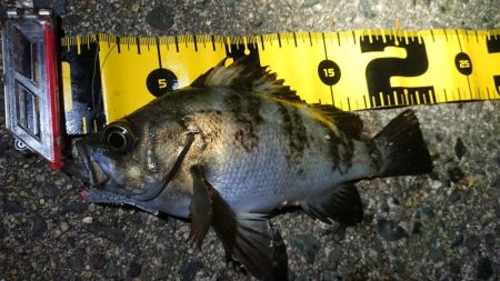 ちょこっとメバリング