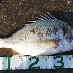 令和になって初フィッシュ