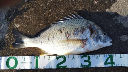 令和になって初フィッシュ