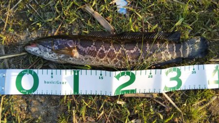 ボウズは逃れた