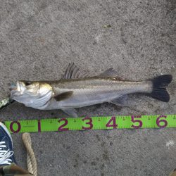 湾奥デイシーバス