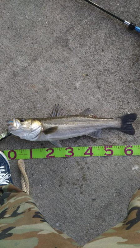 湾奥デイシーバス