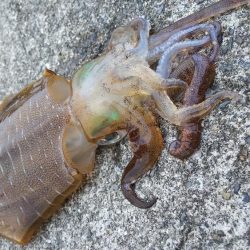 春烏賊サイズ…