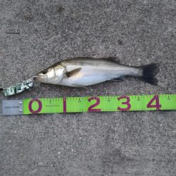 カタクチパターン