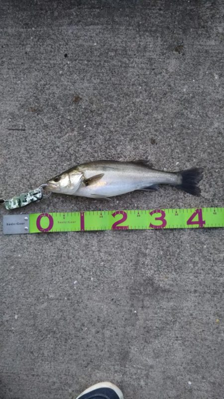 カタクチパターン