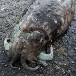 teamゲッソー調査隊