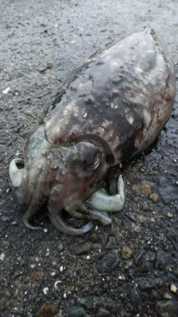 teamゲッソー調査隊