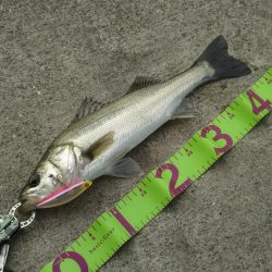 朝マズメにシーバス狙い