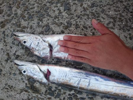 待ちに待ったタッチーさん