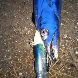 喰い渋るも辛うじて小刀 GET！