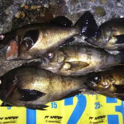 アタリは忘れた頃にやってくる!