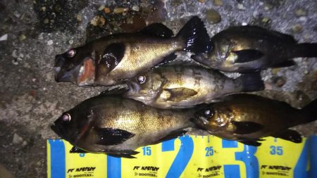 アタリは忘れた頃にやってくる！