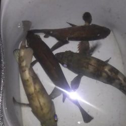 明石良型メバル