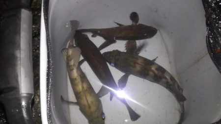 明石良型メバル