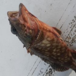 メバル×1 ガシラ×7