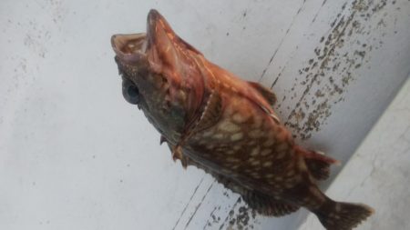 メバル×1 ガシラ×7