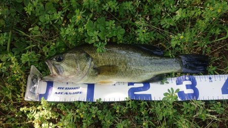 五三川 パワーフィネス