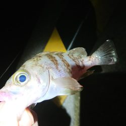 相も変わらずのチビ