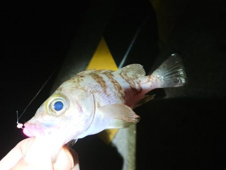 相も変わらずのチビ