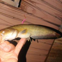 五三川の小ナマズちゃん